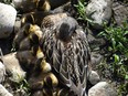 Newborn mallard ducklings