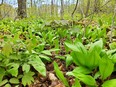 wild garlic