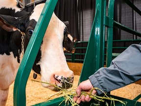 Datura, a cow owned by Pfister Dairy from Mitchell, is shown being fed at Dairy XPO 2024. Nic Adam/Special to The Beacon Herald