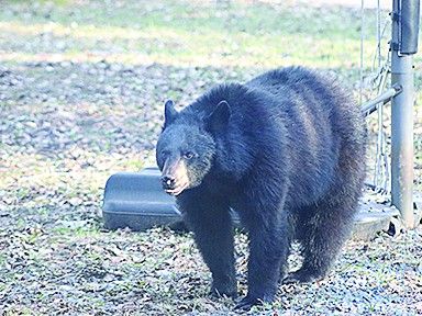 NADINE ROBINSON: Men ‘losing their minds’ over the ‘bear’ facts | Sault ...