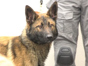 Vader, a 15-month-old German Shepherd, met with people at Sarnia's police station Tuesday, where the dog's name was announced.