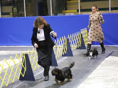 The Nickel District Kennel ClubÕs championship dog shows are at the Toe Blake Memorial Arena in Coniston, Ont. More than 200 Canadian Kennel Club registered purebred show dogs are competing at the dog shows this weekend. The shows are open to the public from 9 a.m. to 4 p.m. Saturday and Sunday. Admission is $5 for adults, $2 for children, $10 for a family, and free for seniors over 55. John Lappa/Sudbury Star/Postmedia Network
