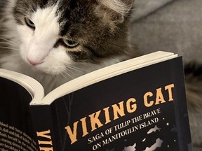 Tulip peruses Viking Cat, a new book about her adventures in the wilds of Manitoulin. Supplied photo