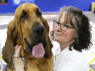 Dianne Desroches and her Blood Hound, Margo, share a moment at the Nickel District Kennel Club's championship dog shows at the Toe Blake Memorial Arena in Coniston, Ont. on Friday April 5, 2024. More than 200 Canadian Kennel Club registered purebred show dogs are competing at the dog shows this weekend. The shows are open to the public from 9 a.m. to 4 p.m. Saturday and Sunday. Admission is $5 for adults, $2 for children, $10 for a family, and free for seniors over 55. John Lappa/Sudbury Star/Postmedia Network