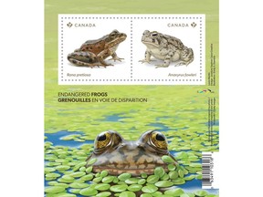 Stamp featuring endangered frogs