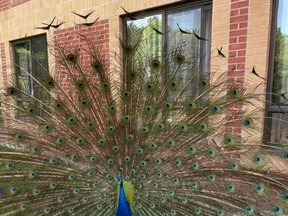Peter the Peacock has resided on the grounds of Cedarwood Village in Simcoe for about 20 years. The peacock, which was beloved by residents of the retirement home and long-term care facility at the site, was killed recently by coyotes.