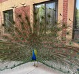 Peter the Peacock has resided on the grounds of Cedarwood Village in Simcoe for about 20 years. The peacock, which was beloved by residents of the retirement home and long-term care facility at the site, was killed recently by coyotes.