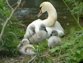 Harrison Park swans