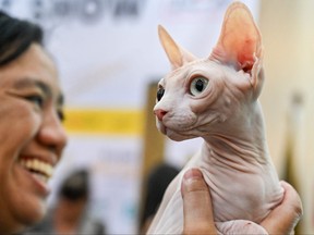 A woman holds a sphynx cat during the International Cat Show in Banda Aceh, Indonesia, on Nov. 11, 2023.
