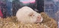 Wiarton Willie in his straw bed on Groundhog Day 2024, after predicting an early spring in Wiarton, Ont. on Friday, Feb. 2, 2024. (Scott Dunn/The Sun Times/Postmedia Network)