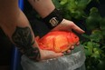 Orange Oranda Goldfish from the Goldfish Gala pond in Manchester England. Wkimedia