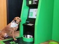 TD Bank unveiled its first Canadian Dog ATM (Automated Treat Machine) on Wednesday with plans for it to go into the TD Bank' s new Terrace Building in Toronto by June. The first one was opened in Philadelphia about a month ago.