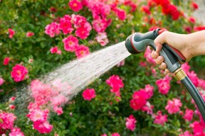 As of May 1, Oxford residents and businesses will be limited to using their sprinklers or hoses to water their lawns and gardens every other day.