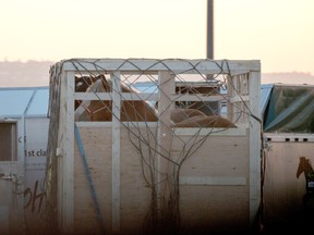 Horses are seen in a crate
