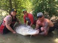 The first catch, the white sturgeon, was caught in Lillooet, British Columbia on the Fraser River. Two of Wilcox’s friends, also from Peace River, joined in the task that took over three and a half hours to reel in.