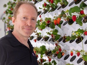 Joshua Pearce, a professor of electrical engineering at Western University, is studying a method of growing food year round with the agro-tunnel project at the ICFAR facility in Ilderton. Photo shot on Thursday, May 16, 2024. (Derek Ruttan/London Free Press)