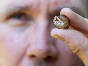 Scott Gillingwater, a species-at-risk biologist with the Upper Thames River Conservation Authority, holds the shell of an endangered shagreen snail that was recently discovered near Woodstock.  Photo taken on Tuesday, May 21, 2024. (Derek Ruttan/The London Free Press)