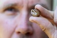 Scott Gillingwater, a species-at-risk biologist with the Upper Thames River Conservation Authority, holds the shell of an endangered shagreen snail that was recently discovered near Woodstock. Photo taken on Tuesday, May 21, 2024. (Derek Ruttan/The London Free Press)