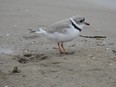 This Piping plover popped by Sauble Beach on Sunday, May 5, 2024. Don Kennedy photographed this male on the beach, between 10th and 11th streets, but couldn't find him again Monday. The plovers have another couple of weeks to pair up and nest if they're going to do so at Sauble. (Supplied)