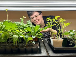 Lively District Secondary School principal Susan Kett admires a variety of plants growing in the school's new Horticulture classroom. Supplied