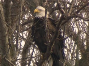 Toronto's first-ever documented bald eagle nest is being watched closely by the conservation authority.