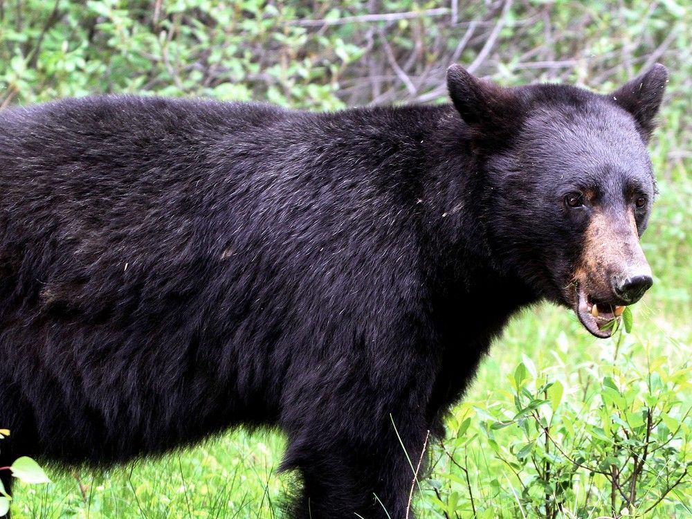 Two black bears euthanized by Banff National Park staff in separate ...