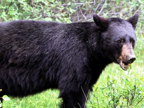 A black bear grazes on vegetation in Banff National Park.