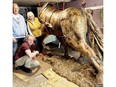 In the foreground, artist Dave Sheridan explains the bronzing process of his Canadian Horse sculpture to Don Cook and Darlene Burns, co-chairs of the Honouring Canada's National Horse - The Canadian. The wax model of the horse's body will soon go to the foundry in Trenton to be bronzed. The head has already been bronzed. All bronzing will be done in sections with the anticipated date of the completed sculpture's arrival at Upper Canada Village in September 2024. (CATHERINE ORTH/Special to The Recorder and Times)