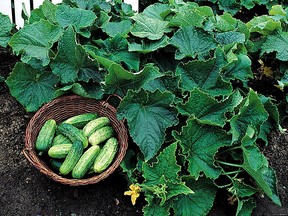 Food for thought, cucumbers