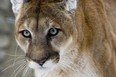 Special caution recommended after reports of a cougar frequenting the Tunnel Mountain Campground area of Banff National Park