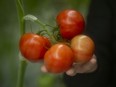 Tomatoes are shown at a Nature Fresh Farms greenhouse in Leamington, March 31, 2020. (Postmedia Network file photo)