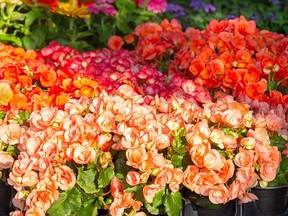 Close-up of lovely multi-colored begonia plants at a local outdoor market (Getty Images)