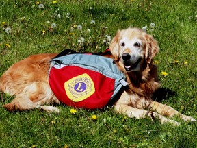 Bella was raring and ready to go on the annual Pet Valu Walk for Dog Guides in 2023. Join her and others like her for this year's walk on May 26. Lorraine Payette/for Postmedia Network