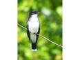 Birdwatch Eastern Kingbird