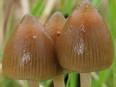 Psychedelic mushroom species (Files)