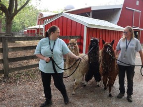 Attendants Shannon Jacques, left, and Cheryl Leystra, walk alpacas Marigold, Marty and Marsha to their pen at the Seaway Kiwanis Children's Animal Farm in Sarnia's Canatara Park. The trio are a new addition to the popular attraction.