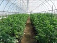 This photo from an unspecified location illustrates the kind of grow operation that is attracting increasing attention from officials in both Canada and the United States. (OPP photo)