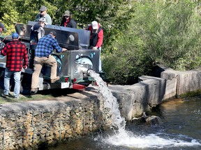 Volunteers and members of the Sydenham Sportsmen's Association unload one of four shipments of one-year-old rainbow trout from its nearby hatchery into the Sydenham River at Harrison Park on Saturday, May 4, 2024. Greg Cowan/The Sun Times