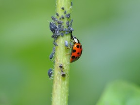Ladybugs are one of the most effective ways to control aphids and other small pests.