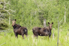 A pair of moose look up from grazing in a clearing south of Whitelaw. The large animals looks have garnered it the nickname swamp donkey in some circles.