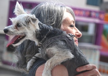 Anna Tasssone and Jack, her two-year-old Morkie, at Poutine Feast at Downtown Plaza in Sault Ste. Marie, Ont., on Saturday, June 29, 2024. (BRIAN KELLY/THE SAULT STAR/POSTMEDIA NETWORK)