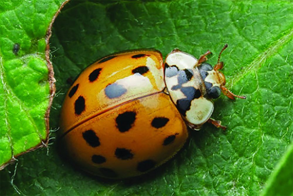 Asian lady beetle infestations on the rise - even on farms | Ontario Farmer