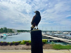 A Harris hawk at Port Elgin harbour, one of three birds stationed there as a pilot project to deter geese from defacating on the walkway and lawn. (Michael Thibert photo supplied to The Sun Times/Postmedia Network)