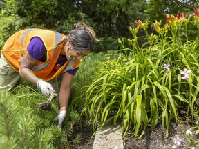 Valkiria Juarez of London pulls weeds in Springbank Park in London, on Tuesday July 2, 2024. Juarez is in her second summer working for the city. (Mike Hensen/The London Free Press)