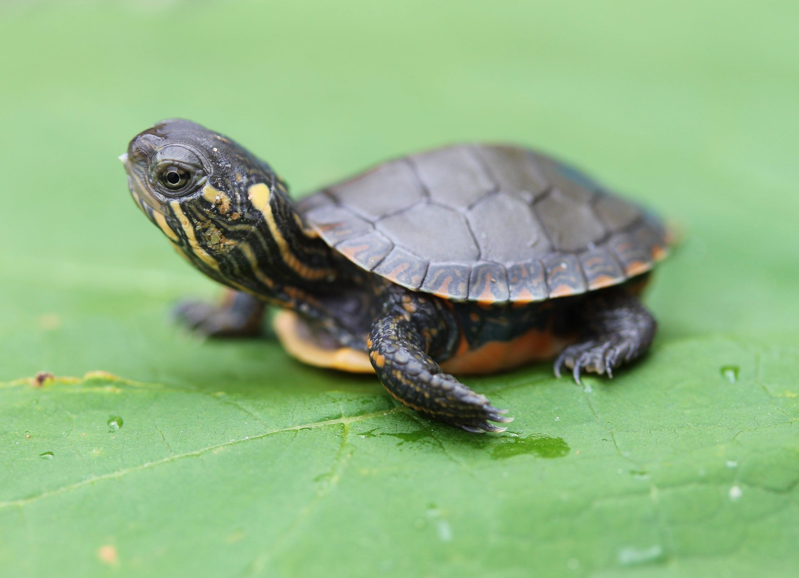 Ninth annual turtle hatchling release coming in August | Exeter ...
