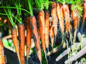 While 2,500 acres of production adds up to a lot of carrots, the owners of Nature’s Finest Produce face global competition, including large operators located in Mexico and California