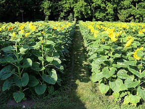 CD.0704_cd_sunflower2