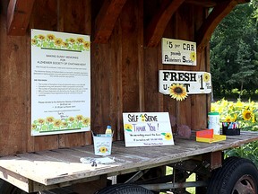 CD.0704_cd_sunflower3