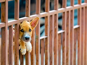 Stock photo of a dog peeking through fence