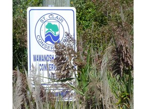 Phragmites are shown at the Wawanosh Wetlands in this file photo.